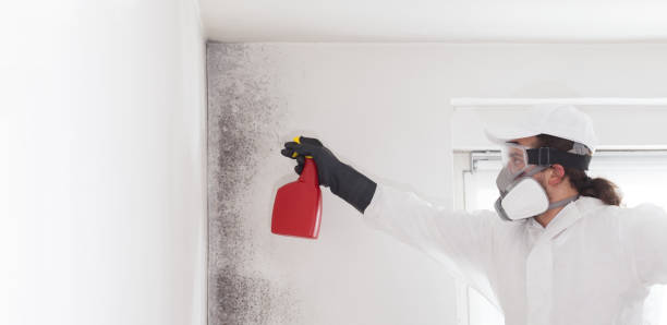 Best Toxic Mold Removal  in Fargo, ND