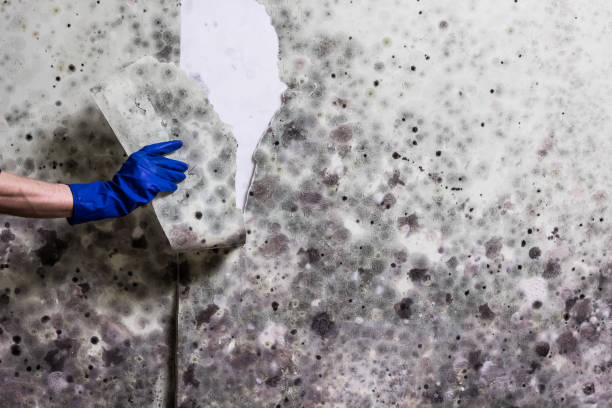 Best Mold Damage Repair  in Fargo, ND